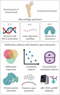 Identification of candidate genes and chemicals associated with osteonecrosis of femoral head by multiomics studies and chemical-gene interaction analysis